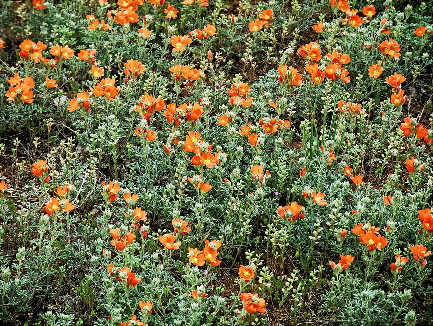 Vibrant Orange California Poppies in Natural Garden Setting