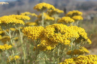 Close-up of vibrant yellow tansy flowers in a field