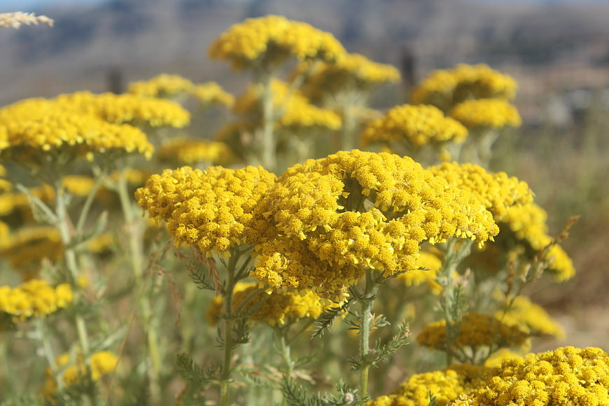 Close-up of vibrant yellow tansy flowers in a field