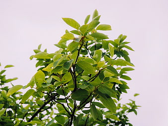 Green Tree Leaves Against Overcast Sky