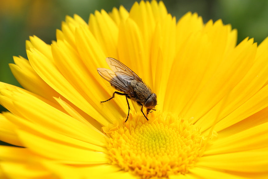 Macro shot of a fly on a bright yellow flower