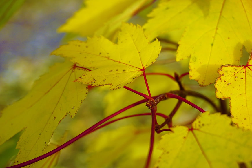 Close-up of yellow maple leaves with red stems in autumn