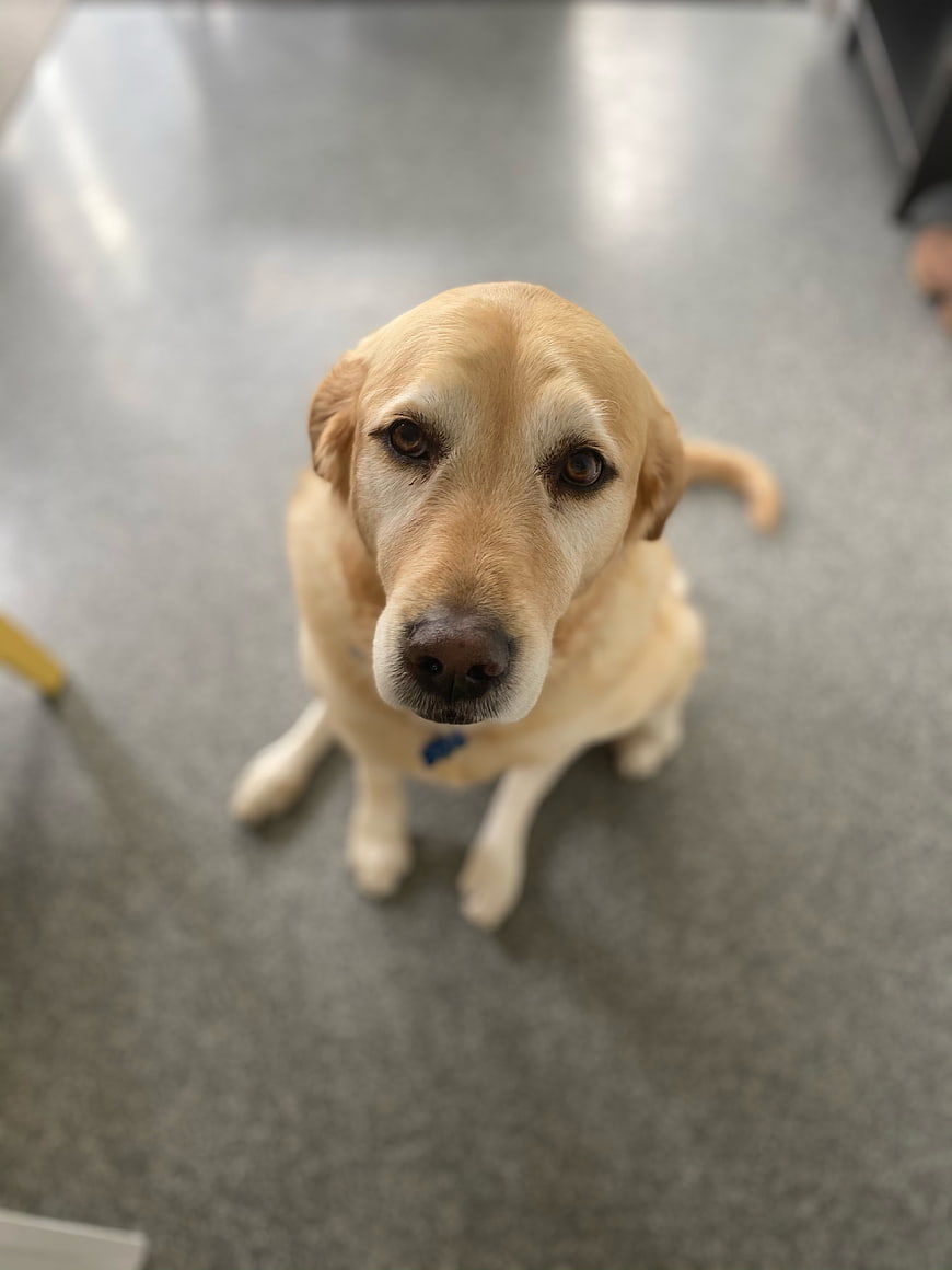 Cute Yellow Labrador Puppy Sitting on Gray Floor