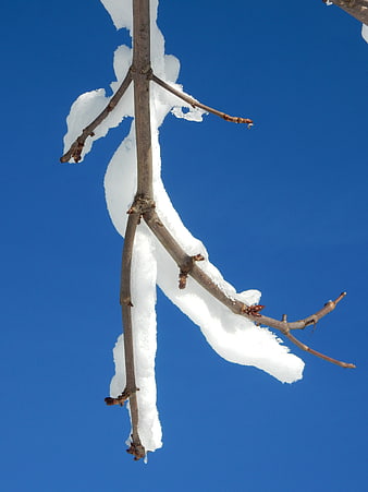 Snow-covered tree branch against a clear blue sky