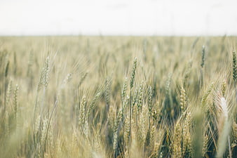Close-up of green wheat field with soft bokeh background
