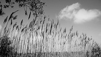 Black and white tall reeds swaying in the wind against sky