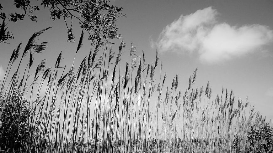 Black and white tall reeds swaying in the wind against sky