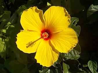 Vibrant yellow hibiscus flower with red center and green leaves