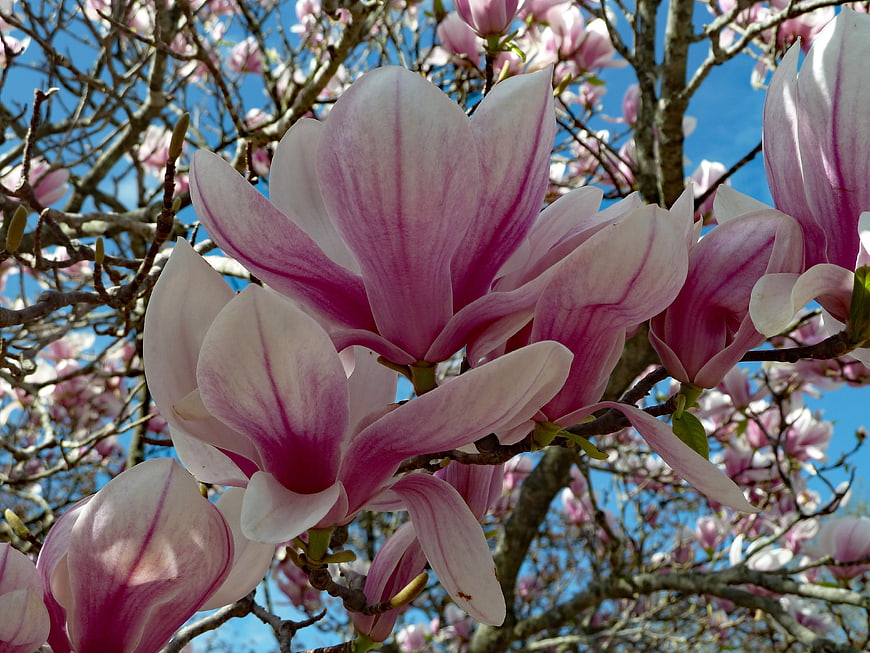 Pink Magnolia Blossoms Against Blue Sky