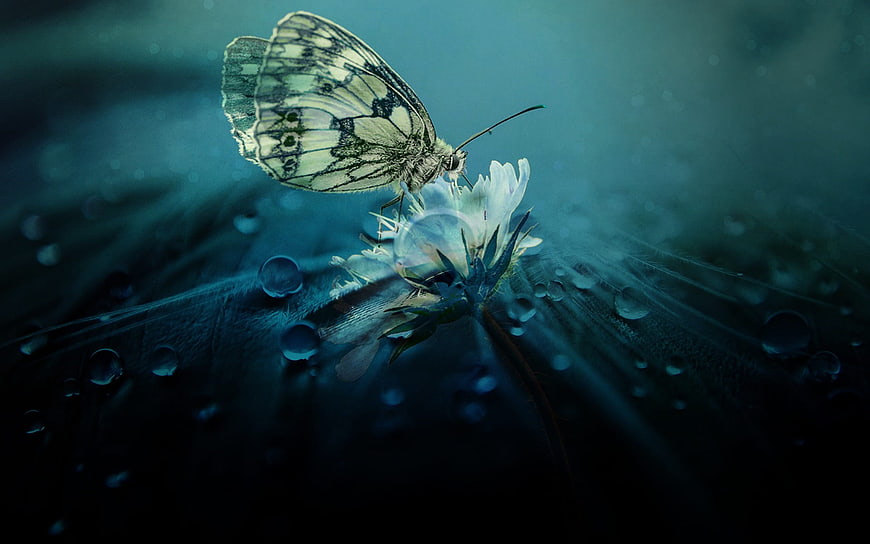 White Butterfly on Flower with Water Droplets
