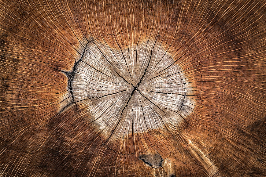 Cross Section Of Aged Tree Trunk With Visible Growth Rings And Cracks