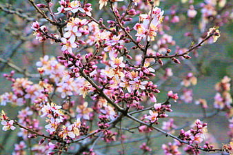 Pink Almond Blossoms on Branches in Spring