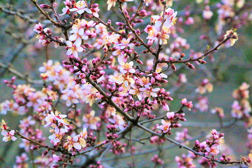 Pink Almond Blossoms on Branches in Spring