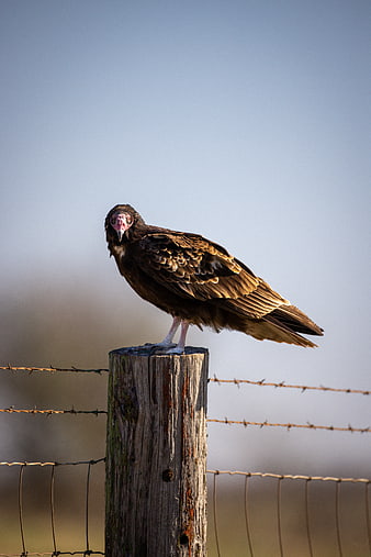 Turkey Vulture Perched on Wooden Fence Post