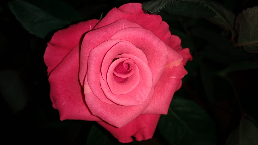 Vibrant Pink Rose Close-Up on Dark Background