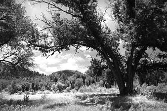 Black and White Landscape of Large Tree in Grassy Field