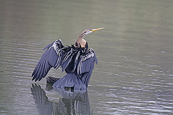 Anhinga bird drying wings in calm water
