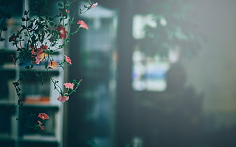 Hanging Pink Flowers with Blurred Background