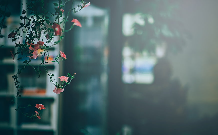 Hanging Pink Flowers with Blurred Background