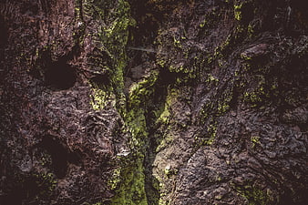 Close-up of mossy bark texture with deep crevices