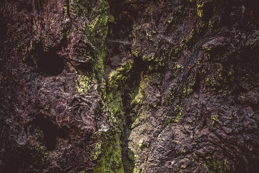 Close-up of mossy bark texture with deep crevices