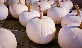 White pumpkins on wooden table in sunlight