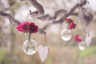 Red roses in hanging glass vase on tree branch