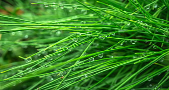 Close-up of green grass blades with fresh morning dew drops