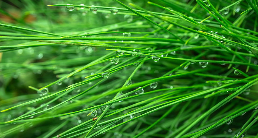 Close-up of green grass blades with fresh morning dew drops