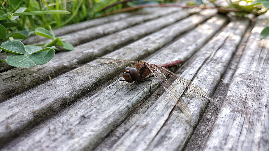 Close-up of a dragonfly resting on weathered wooden planks