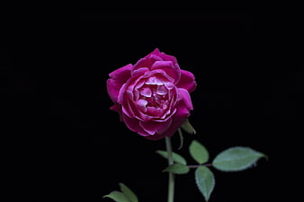 Vibrant Pink Rose Isolated on Black Background