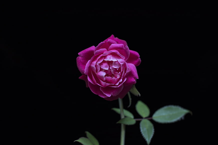 Vibrant Pink Rose Isolated on Black Background