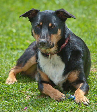 Black and tan dog lying on green grass