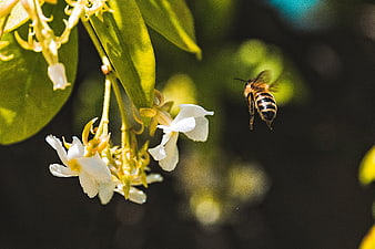 Honeybee Flying Towards White Jasmine Flowers in Sunlight