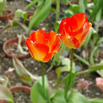 Vibrant Orange and Yellow Tulips with Water Droplets in Garden