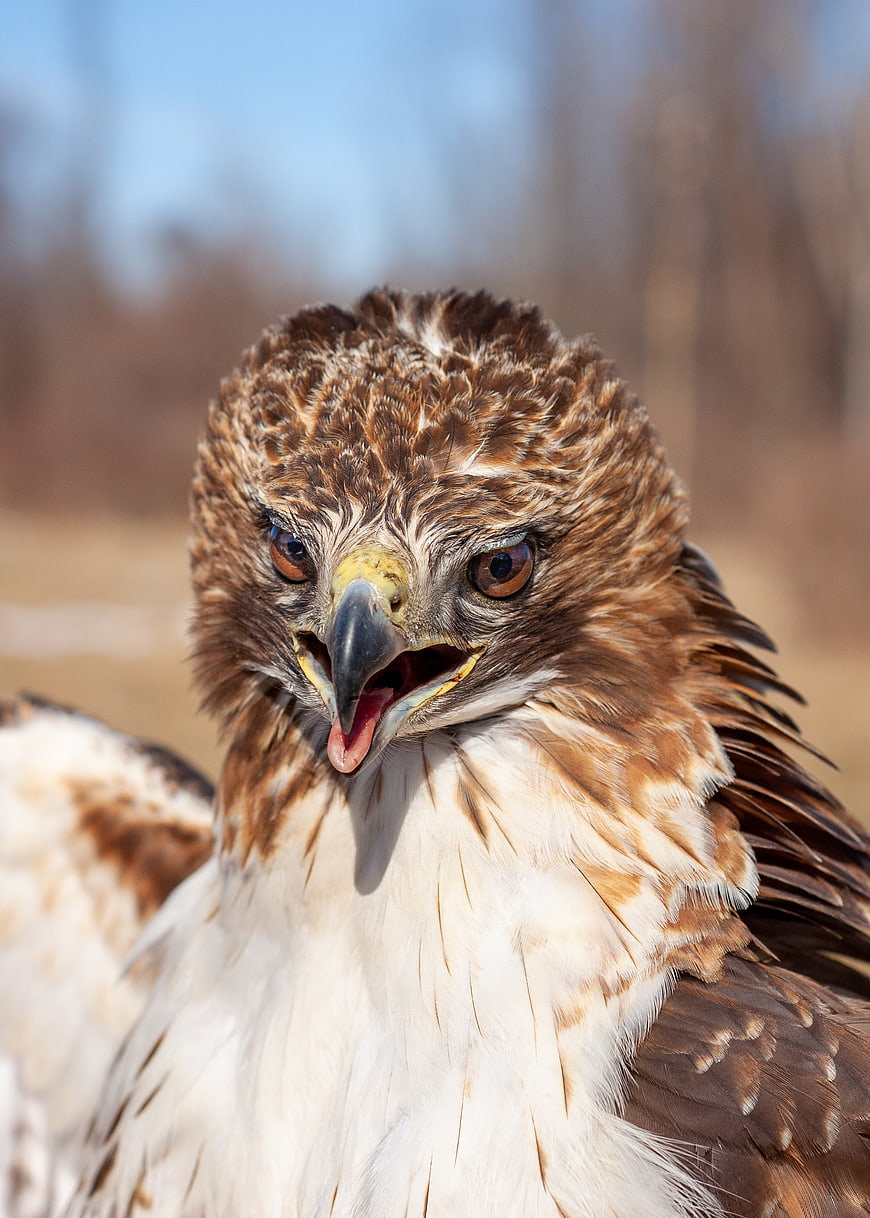 Close-up portrait of a hawk with open beak and intense gaze