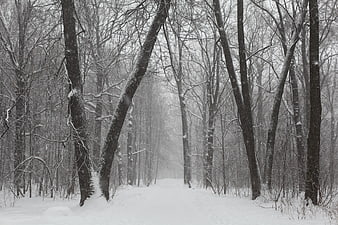 Snowy Winter Forest Path in Black and White