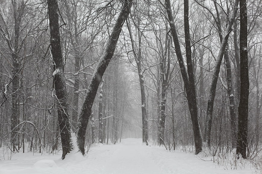 Snowy Winter Forest Path in Black and White