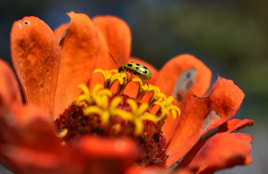 Close-up of a spotted cucumber beetle on an orange flower