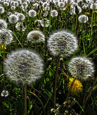 Close-up of fluffy white dandelion seed heads in a meadow