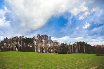 Green meadow with birch trees under dramatic blue sky