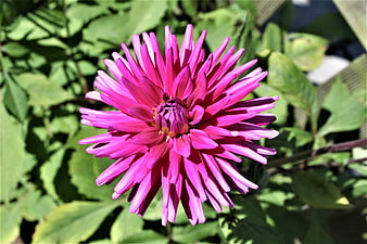 Vibrant Pink Dahlia Flower Close-Up in Garden