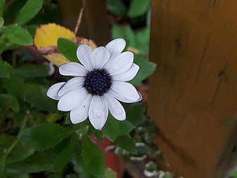 White Osteospermum Daisy with Water Droplets Close-Up