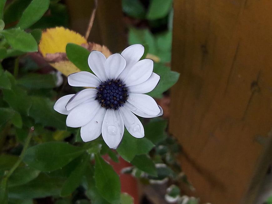 White Osteospermum Daisy with Water Droplets Close-Up