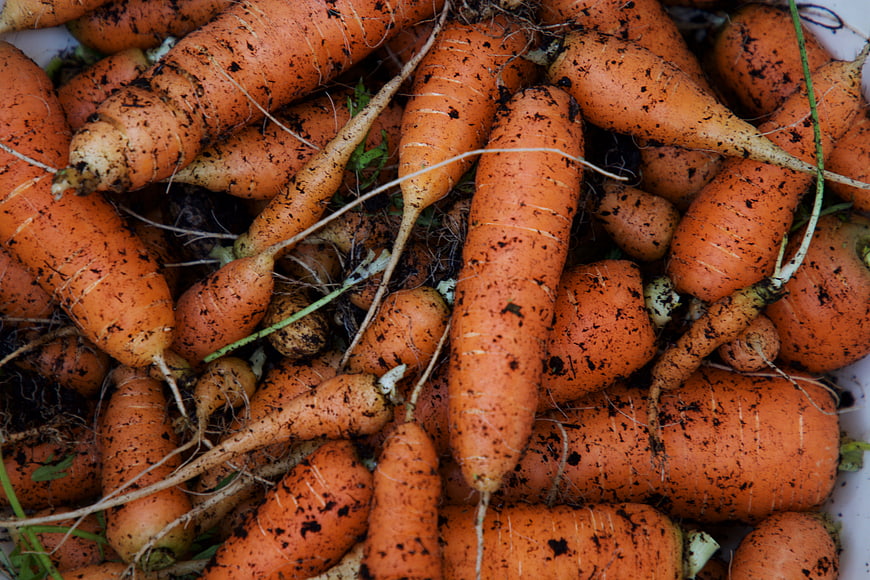 Freshly harvested organic carrots with soil