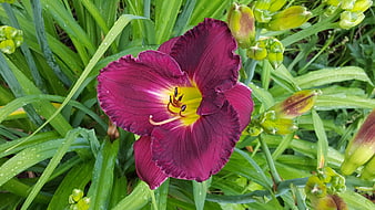 Vibrant Purple Daylily with Water Droplets in Garden