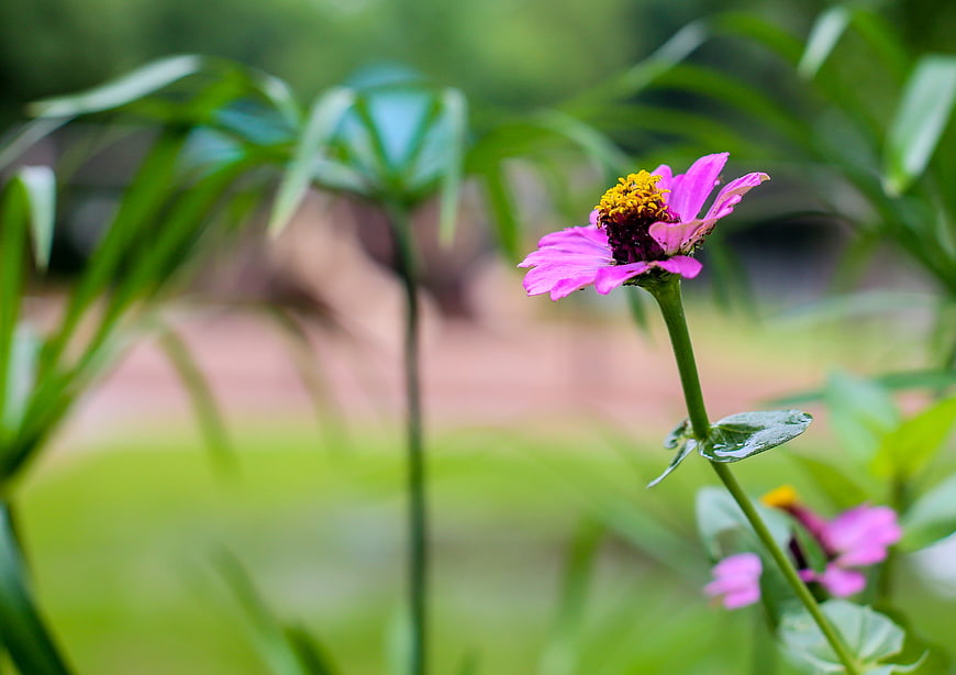 Close-up of a pink zinnia flower with yellow center in a garden