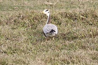Bar-headed Goose Standing in Dry Grass Field