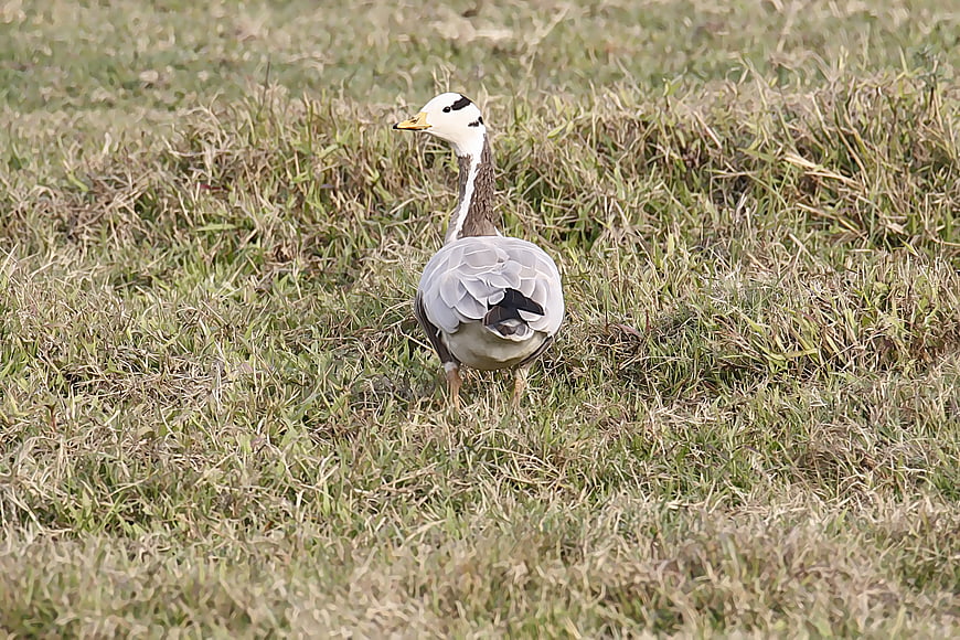 Bar-headed Goose Standing in Dry Grass Field