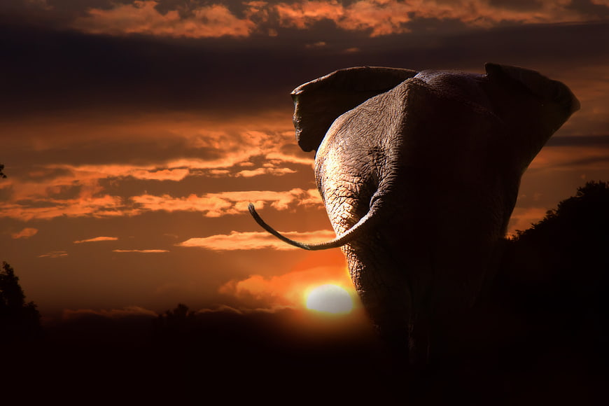 African elephant rear view silhouette walking towards orange sunset sky